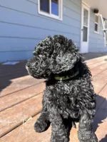 Mr. G, a male Labradoodle for sale in Lincoln, NE – Photo 5 of 9