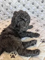 Mr. G, a male Labradoodle for sale in Lincoln, NE – Photo 8 of 9