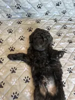 Mr. G, a male Labradoodle for sale in Lincoln, NE – Photo 9 of 9