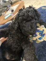 Mr. G, a male Labradoodle for sale in Lincoln, NE – Photo 6 of 9