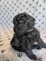 Mr. G, a male Labradoodle for sale in Lincoln, NE – Photo 7 of 9