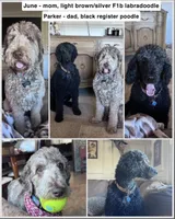 Mr. G, a male Labradoodle for sale in Lincoln, NE – Photo 3 of 9