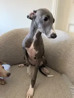 Zeze, a female Italian Greyhound for sale in Chino Hills, CA – 6 of 7