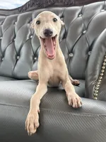 Chai, a male Italian Greyhound for sale in Los Angeles, CA – 4 of 4