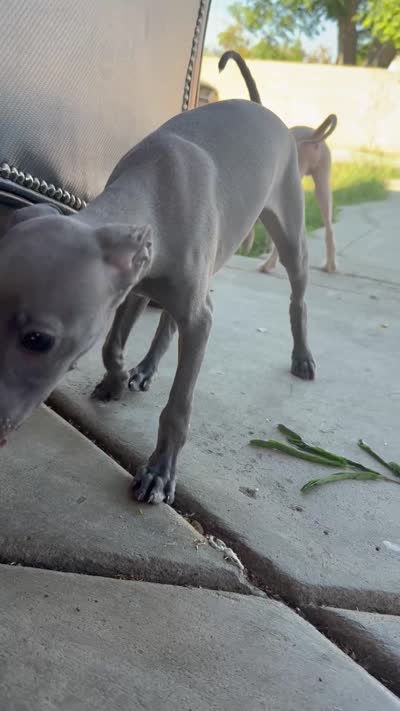 Jack, a male Italian Greyhound for sale in Los Angeles, CA – 5 of 5