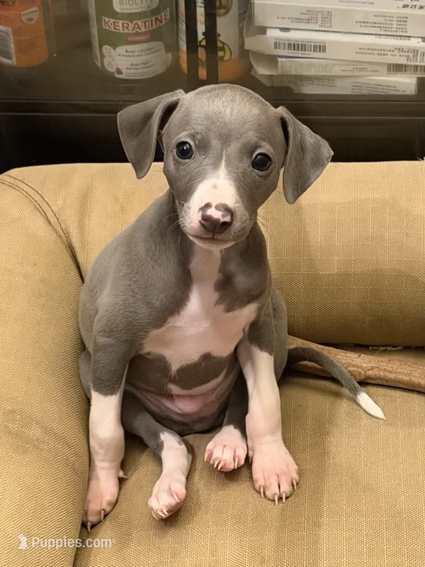 Cory – Italian Greyhound puppy for sale in Chino Hills, CA