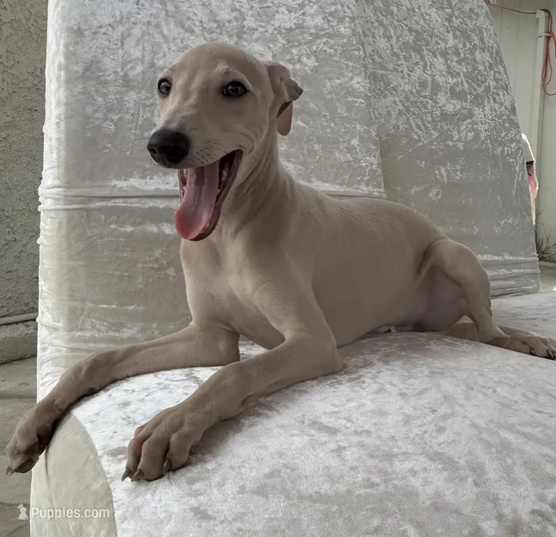 Chai – Italian Greyhound puppy for sale in Los Angeles, CA