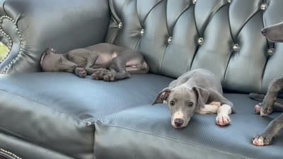 Jack, a male Italian Greyhound for sale in Los Angeles, CA – 3 of 5
