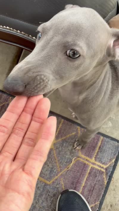 Lucky, a male Italian Greyhound for sale in Los Angeles, CA – 5 of 5