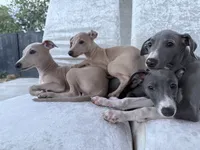 Chai, a male Italian Greyhound for sale in Chino Hills, CA – 6 of 6