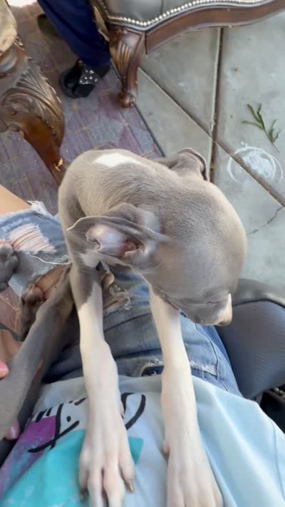 Cory, a male Italian Greyhound for sale in Los Angeles, CA – 3 of 4