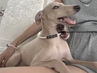 Chai, a male Italian Greyhound for sale in Los Angeles, CA – 2 of 4