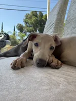 Chai, a male Italian Greyhound for sale in Los Angeles, CA – 3 of 4