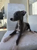 Zeze, a female Italian Greyhound for sale in Chino Hills, CA – 3 of 7