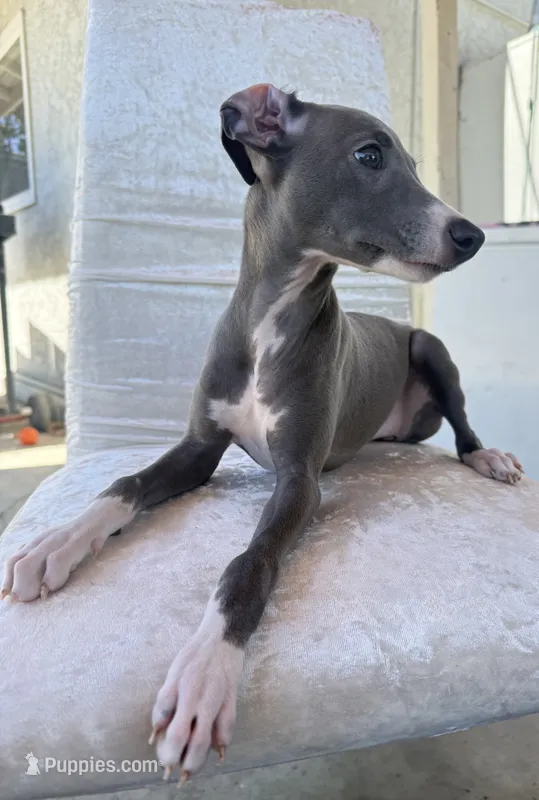 Zeze – Italian Greyhound puppy for sale in Chino Hills, CA