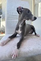 Zeze, a female Italian Greyhound for sale in Chino Hills, CA – 7 of 7