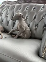 Lucky, a male Italian Greyhound for sale in Los Angeles, CA – 2 of 5
