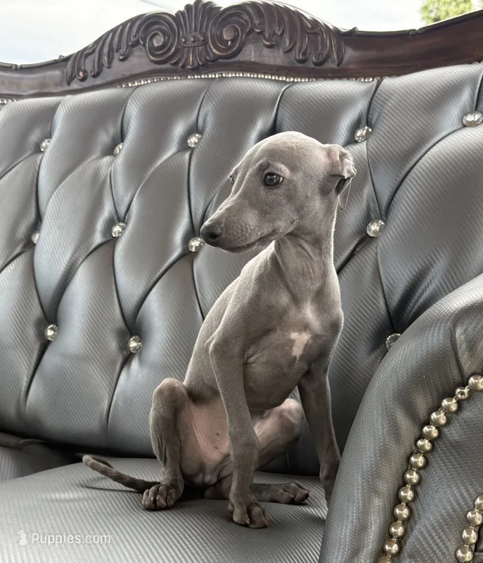 Lucky – Italian Greyhound puppy for sale in Los Angeles, CA