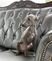 Lucky, a male Italian Greyhound for sale in Los Angeles, CA – 1 of 5
