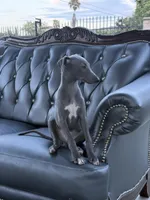 Jack, a male Italian Greyhound for sale in Los Angeles, CA – 2 of 5