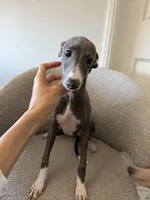 Zeze, a female Italian Greyhound for sale in Chino Hills, CA – 4 of 7