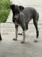 Cory, a male Italian Greyhound for sale in Los Angeles, CA – 2 of 4