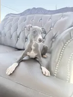 Zeze, a female Italian Greyhound for sale in Chino Hills, CA – 2 of 7