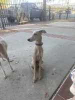 Chai, a male Italian Greyhound for sale in Chino Hills, CA – 10 of 10