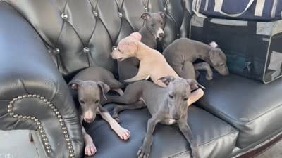 Jack, a male Italian Greyhound for sale in Los Angeles, CA – 4 of 5