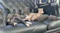 Zeze, a female Italian Greyhound for sale in Chino Hills, CA – 5 of 7