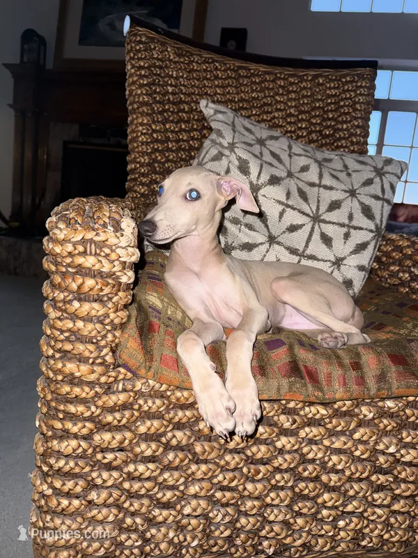 Chai – Italian Greyhound puppy for sale in Chino Hills, CA