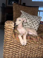 Chai, a male Italian Greyhound for sale in Chino Hills, CA – 5 of 6