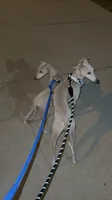 Chai, a male Italian Greyhound for sale in Chino Hills, CA – 9 of 10