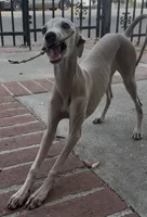 Chai, a male Italian Greyhound for sale in Chino Hills, CA – 8 of 10