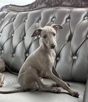 Lucky, a male Italian Greyhound for sale in Los Angeles, CA – 3 of 5