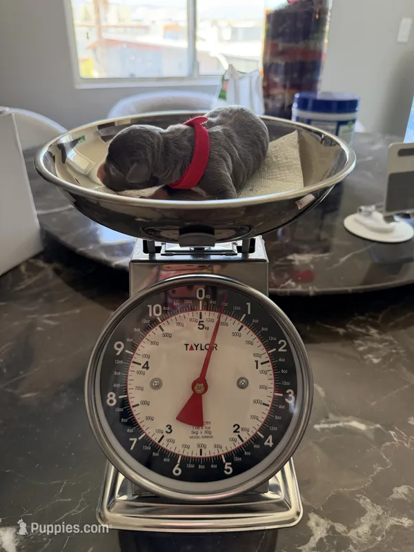 Zeze – Italian Greyhound puppy for sale in Chino Hills, CA