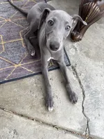 Lucky, a male Italian Greyhound for sale in Los Angeles, CA – 4 of 5