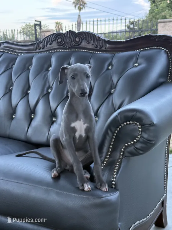 Jack – Italian Greyhound puppy for sale in Los Angeles, CA