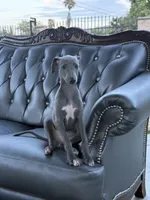 Jack, a male Italian Greyhound for sale in Los Angeles, CA – 1 of 5