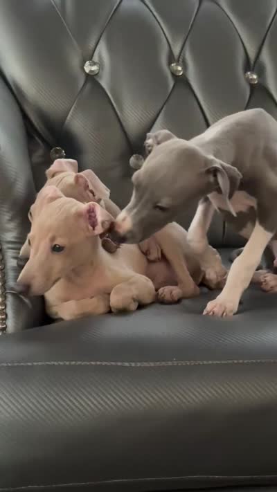 Cory, a male Italian Greyhound for sale in Los Angeles, CA – 4 of 4