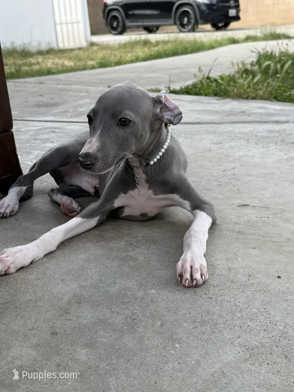 Cory – Italian Greyhound puppy for sale in Los Angeles, CA