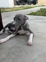 Cory, a male Italian Greyhound for sale in Los Angeles, CA – 1 of 4