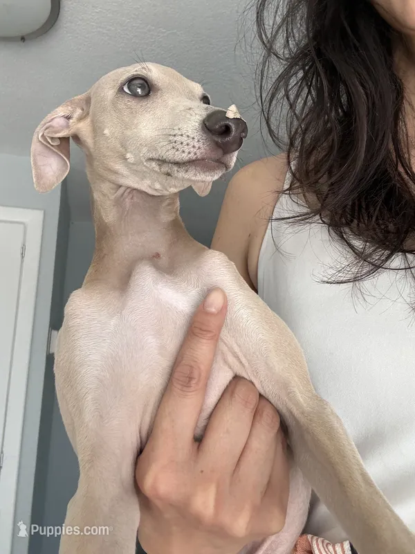 Chai – Italian Greyhound puppy for sale in Chino Hills, CA