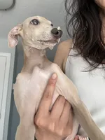 Chai, a male Italian Greyhound for sale in Chino Hills, CA – 2 of 10