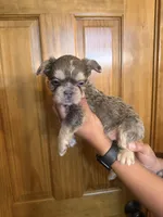 Apollo, a male French Bulldog for sale in Houston, TX – Photo 9 of 10