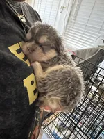 Apollo, a male French Bulldog for sale in Houston, TX – Photo 7 of 10