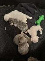 Apollo, a male French Bulldog for sale in Houston, TX – Photo 10 of 10