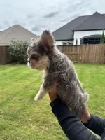 Apollo, a male French Bulldog for sale in Houston, TX – Photo 5 of 10