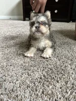 Apollo, a male French Bulldog for sale in Houston, TX – Photo 8 of 10