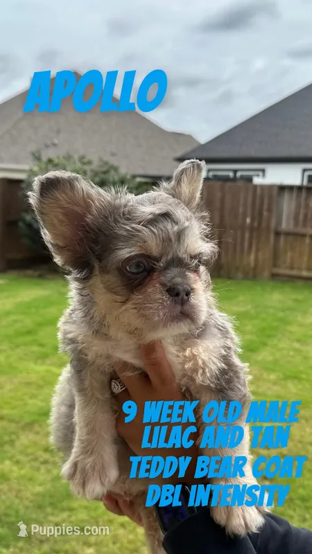 Apollo – French Bulldog puppy for sale in Houston, TX